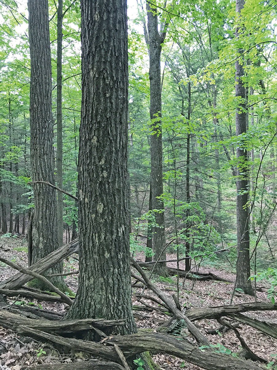 Forest over shale bedrock